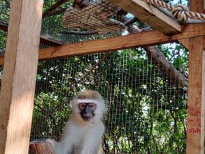 Umsizi monkey recue center donations - conservation tokens